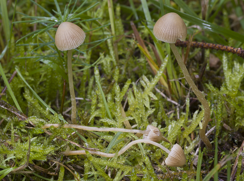 Galerina mniophila